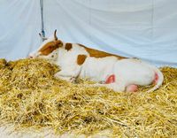 C1E81E6C-5AFD-447C-8B84-2A0E1C7DD561