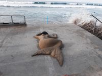 14264153_10206677370605070_5720153457577540741_n