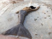 19149399_10208841552668269_28942337256846318_n